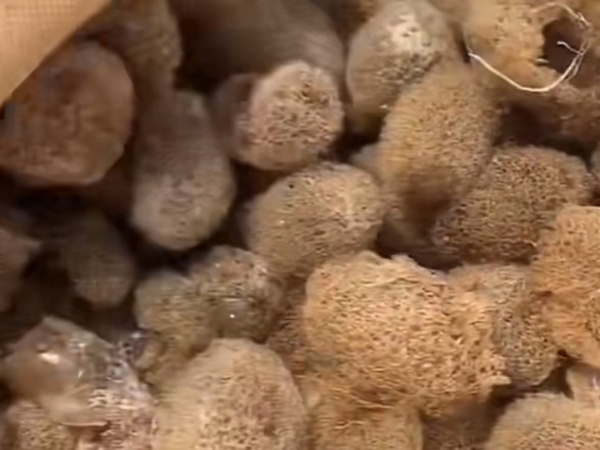 宝运莱的人为滋生技术