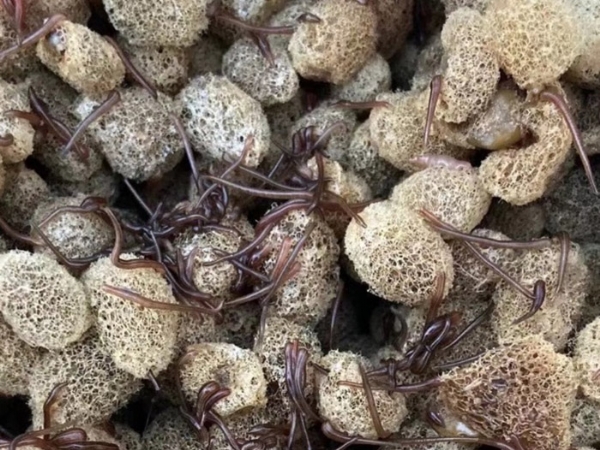 宝运莱养殖技术经验和技巧浅谈