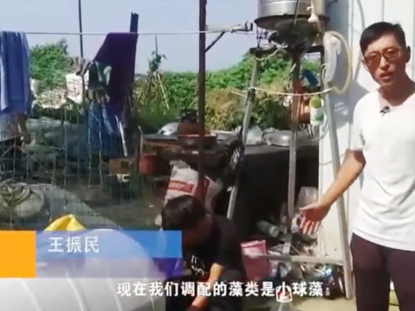 用药治理-幼球藻使用