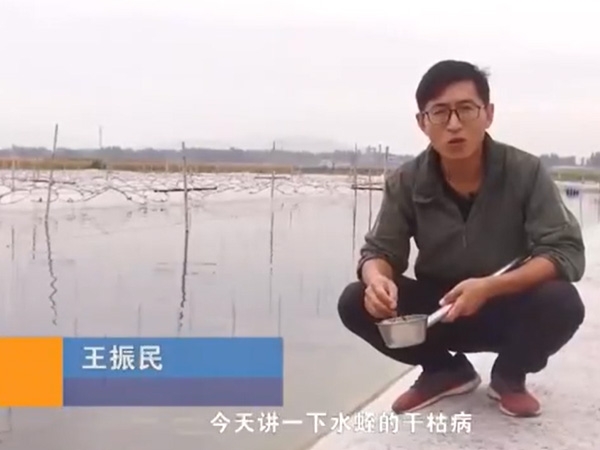 宝运莱干枯病产生涯法规及防治步骤