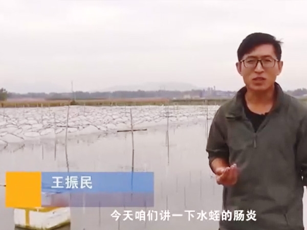 宝运莱胀气型肠炎产生法规及防治步骤