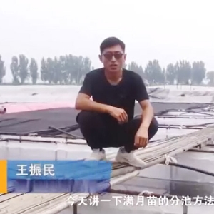 宝运莱满月苗的分池步骤