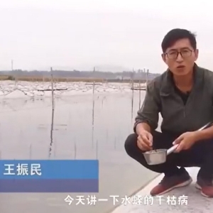 宝运莱干枯病产生涯法规及防治步骤