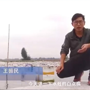 宝运莱白点病产生涯法规及防治步骤